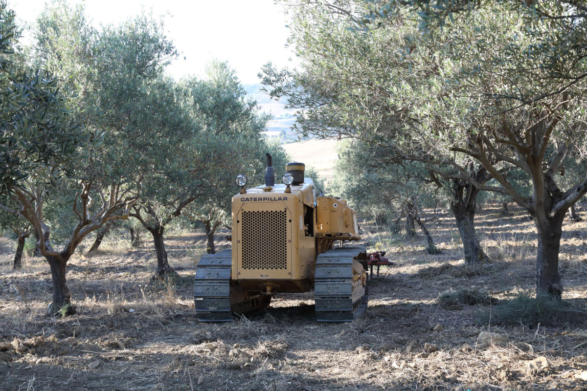 Produzione Olio d'Oliva e Mondorle