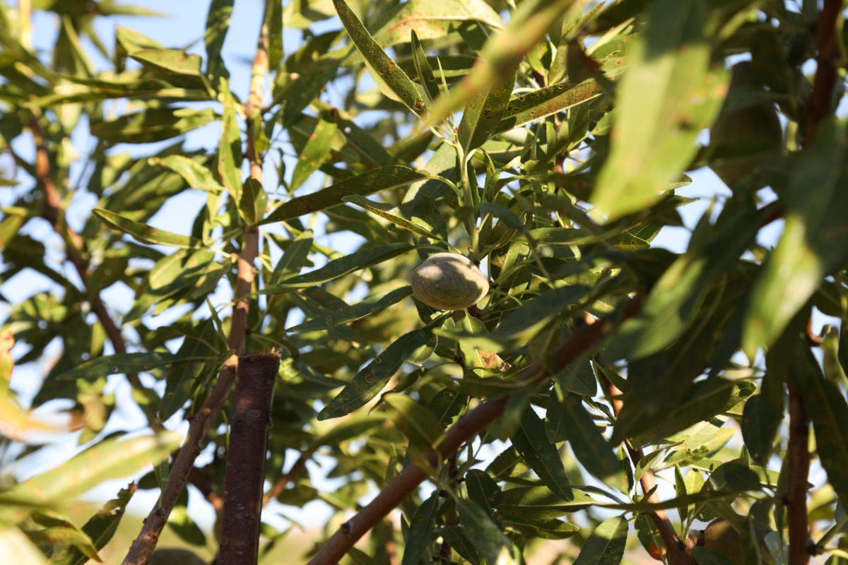 Produzione Olio d'Oliva e Mondorle