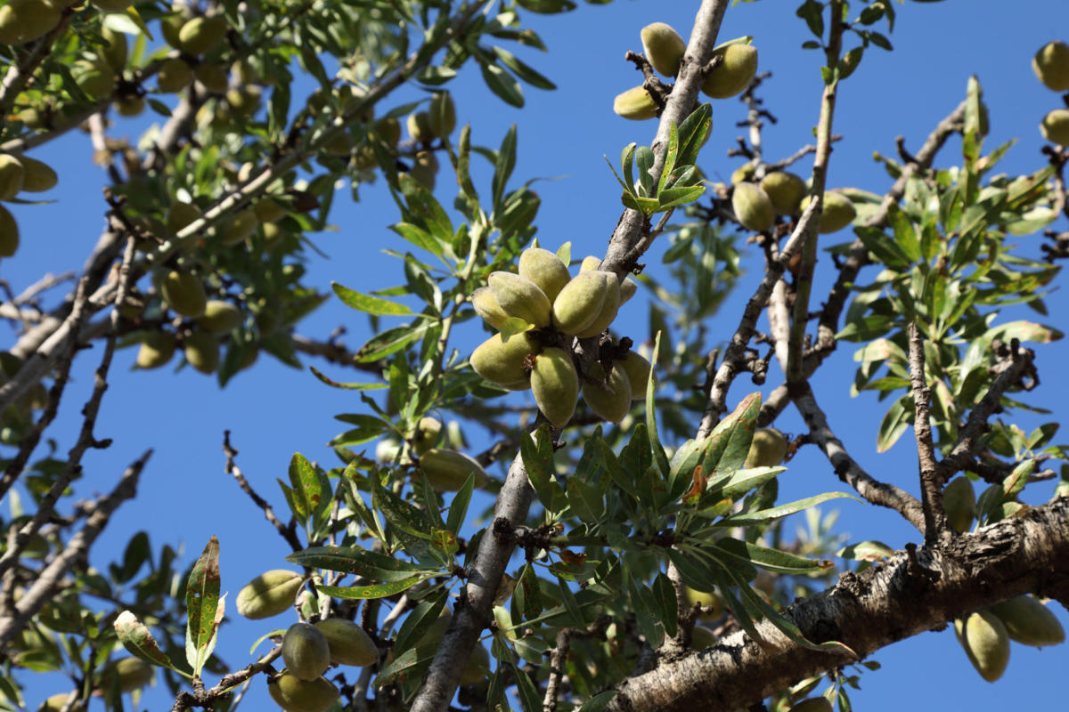 Produzione Olio d'Oliva e Mondorle