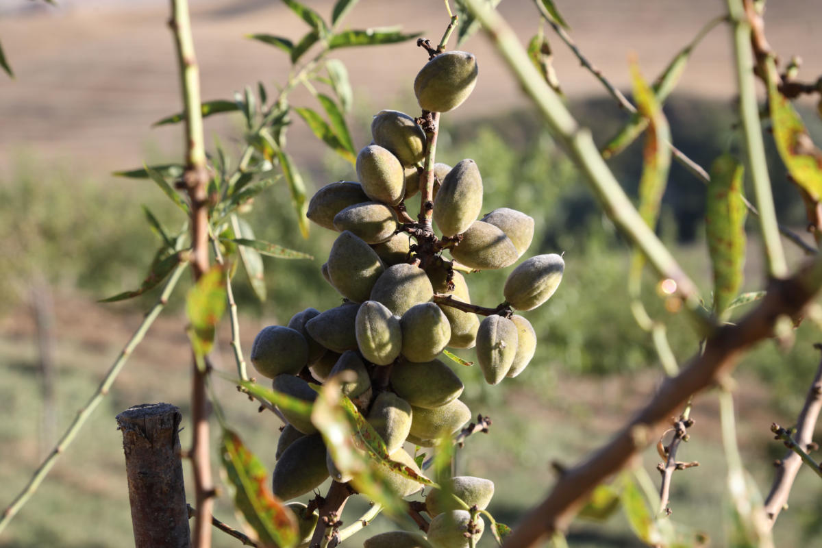 Produzione Olio d'Oliva e Mondorle