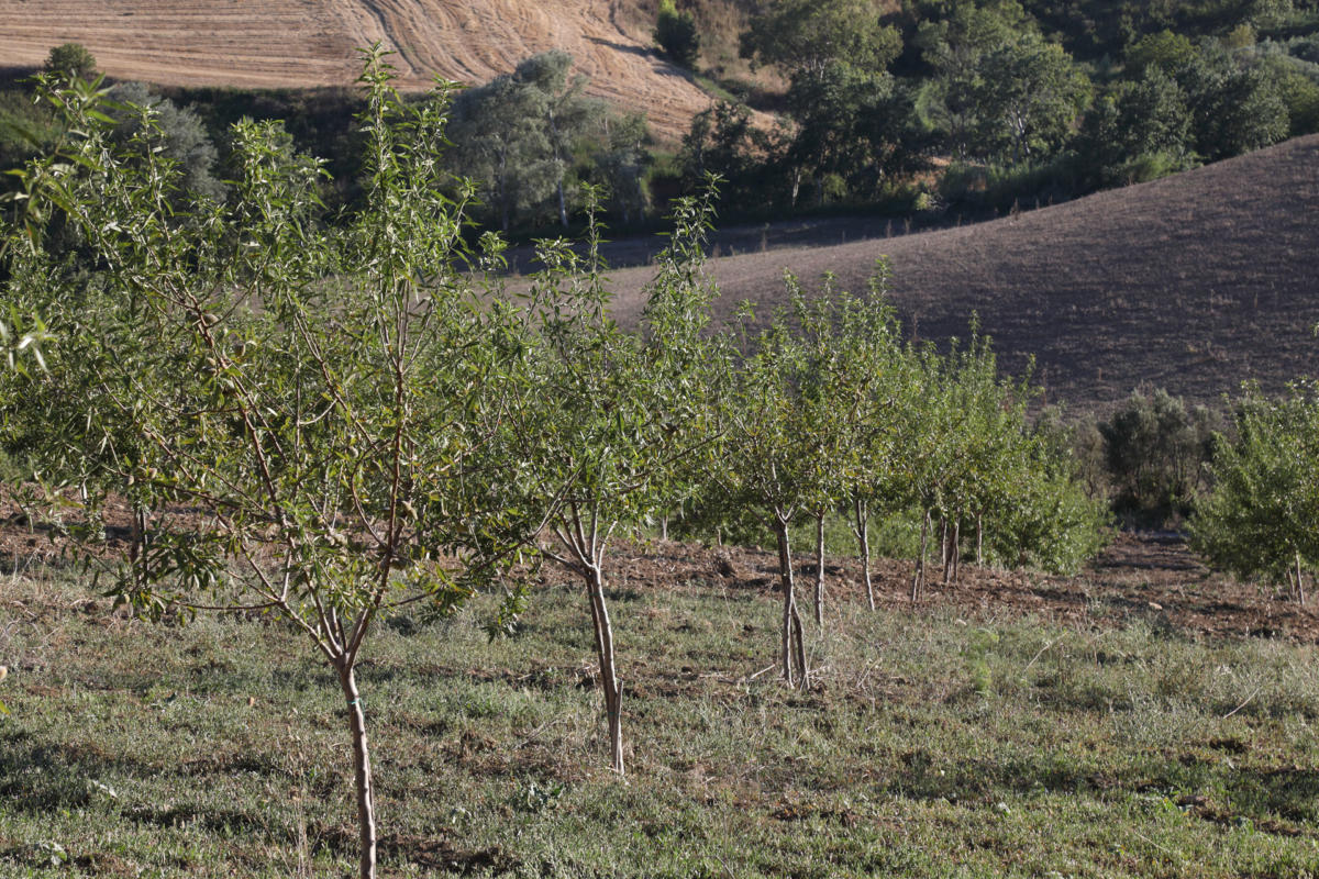 Produzione Olio d'Oliva e Mondorle