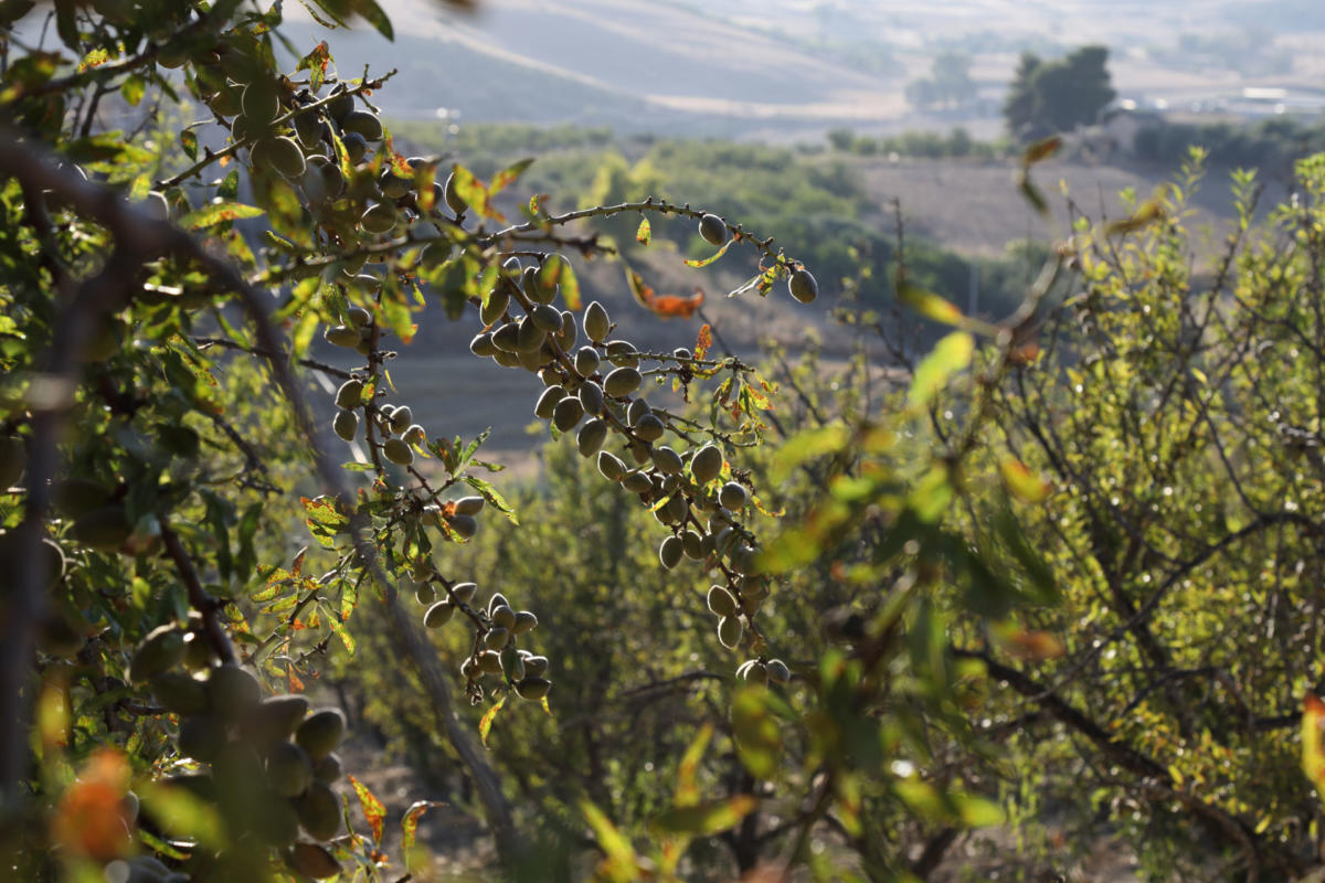 Produzione Olio d'Oliva e Mondorle