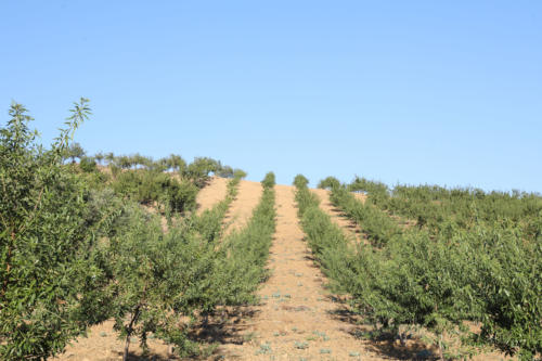 Tenuta Bosco Sicilia