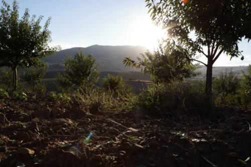 Tenuta Bosco Sicilia