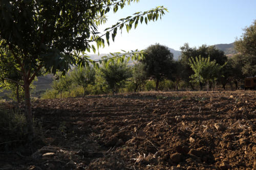 Tenuta Bosco Sicilia