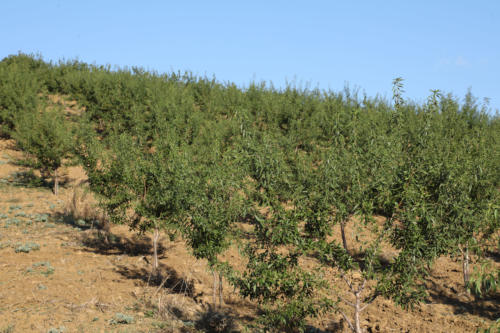 Tenuta Bosco Sicilia