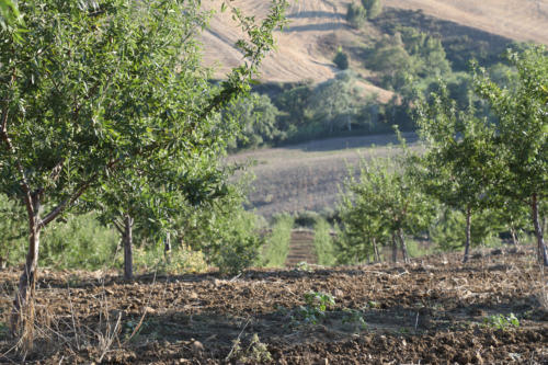 Tenuta Bosco Sicilia