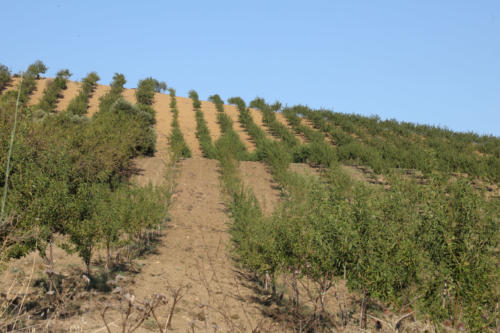 Tenuta Bosco Sicilia