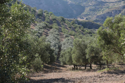 Tenuta Bosco Sicilia