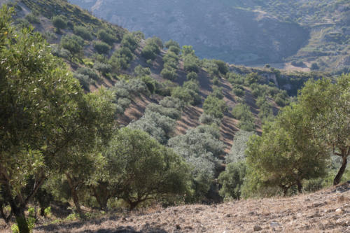 Tenuta Bosco Sicilia