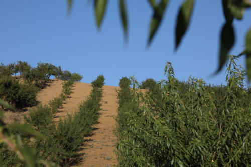 Tenuta Bosco Sicilia