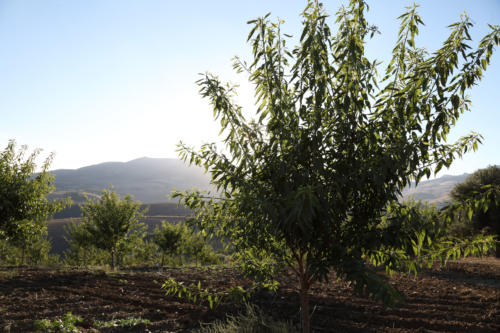 Tenuta Bosco Sicilia