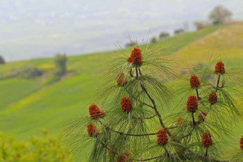 Tenuta Bosco Sicilia